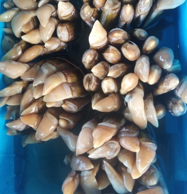 竹节蛏蛏子蛏王7斤装海蛏鲜活发货