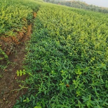 苗木基地出售扶芳藤苗，小叶扶芳藤，护坡攀爬植物，成活率高
