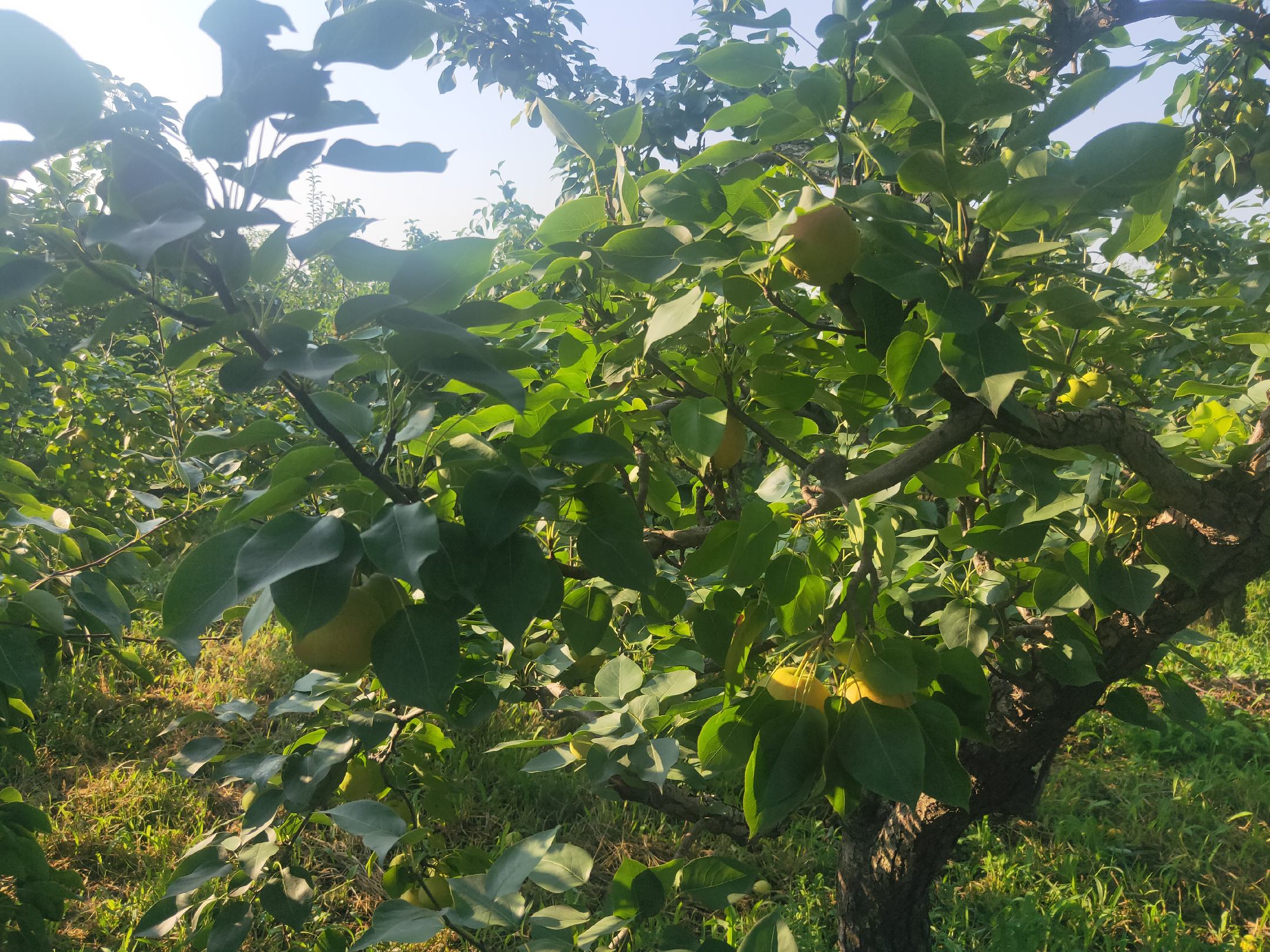 南果梨核心产区航拍：辽宁鞍山千山区秋季果园实景，连片矮化密植梨园依山势梯田分布，枝头挂满金红相间果实，地面铺反光膜增强着色，远处可见“国家南果梨标准化示范区”标识牌