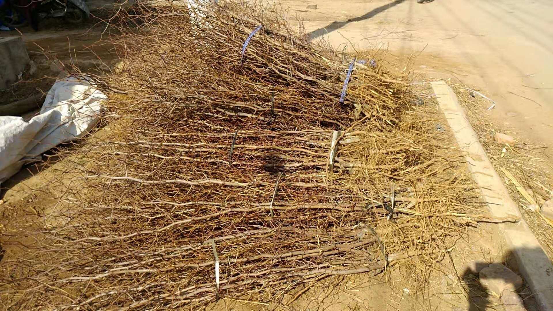 宁夏灵武市长枣种植基地,阳光充足,空气干燥,适合长枣生长 宁夏长枣产地风光