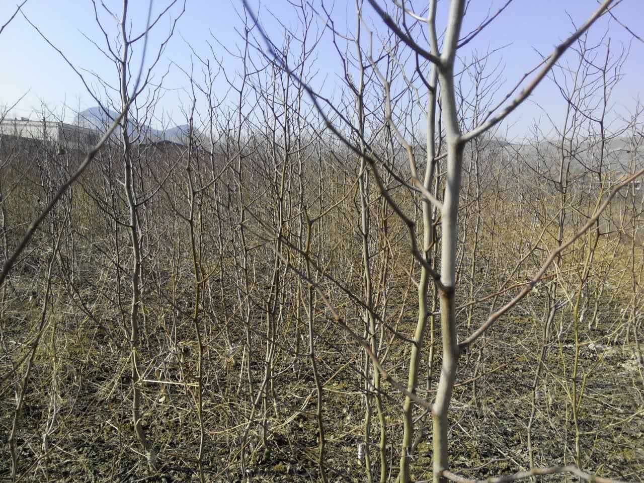枣树种植地分布图