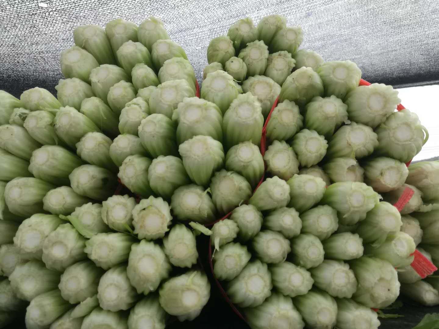 新鲜采收的普通芹菜(本芹)全株高清特写,突出茎秆棱线结构与叶片蜡质层,用于说明其纤维物理特性 普通芹菜整株特写:青绿色直立茎秆,叶片鲜嫩舒展,茎部表面有明显纵向棱线,根部带少量湿润泥土,体现刚采收的新鲜状态