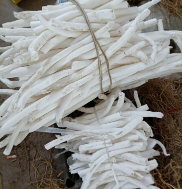 大通草贵州省野生货质量保证