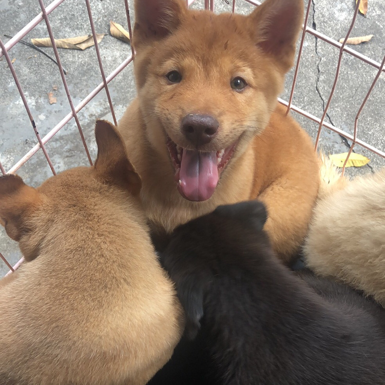 大量批发土狗苗,价格美丽