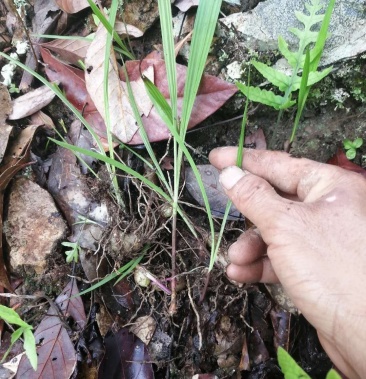 野生小圆白芨圆白芨
