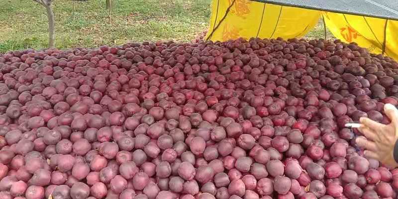花牛苹果丰收节活动现场