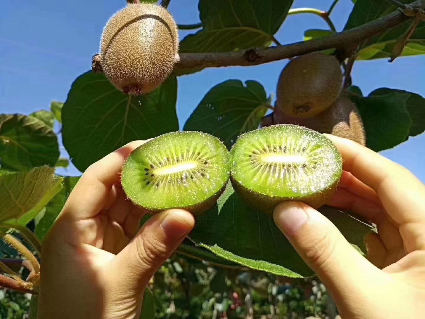 一颗成熟的徐香猕猴桃被横向切开,露出鲜艳的翠绿色果肉、清晰的放射状纹路和中心黄色果心,周围摆放完整带皮果实,背景为木质托盘与绿叶衬托,突出果实的新鲜与高品质感 徐香猕猴桃果实特写