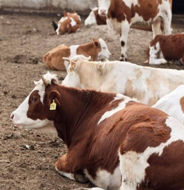 各个品种改良肉牛,牛犊,包运输,提供养殖技术支持货到付款