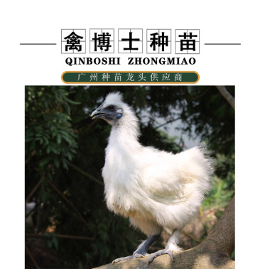 农科院白凤乌鸡苗 广州竹丝鸡苗(竹6)70天3.5斤