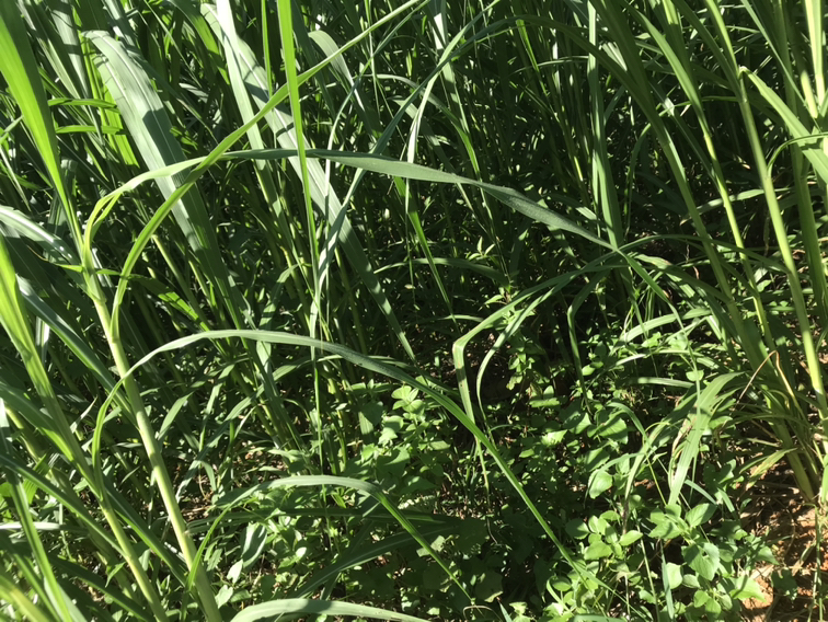 羊场技术人员正在向育肥羊群投放发酵油菜杆青贮料（现场操作特写）