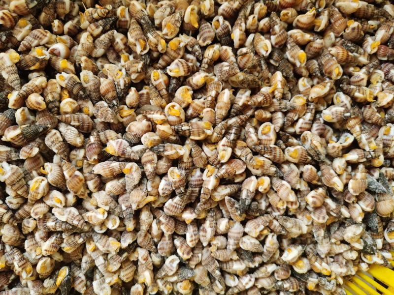 海瓜子海螺丝新鲜钉螺大红枣螺冷冻海锥烧烤夜宵麻辣海鲜食材