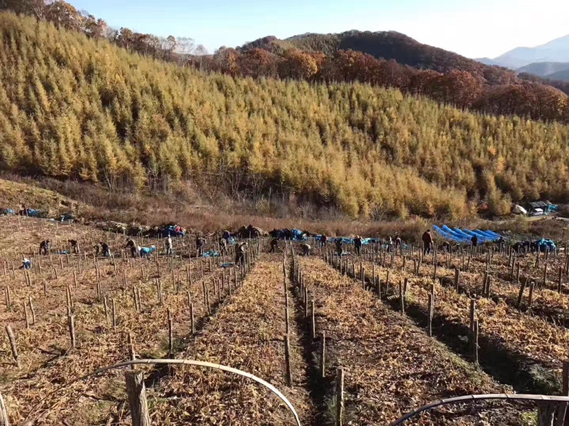 长白山地区秋季人参采收场景航拍图:连片的人参遮阴棚整齐排列,农民正在田间采挖人参,地面覆盖黑色纱网,远处为原始森林边缘。画面体现规模化、生态化种植特点 长白山人参种植基地航拍图