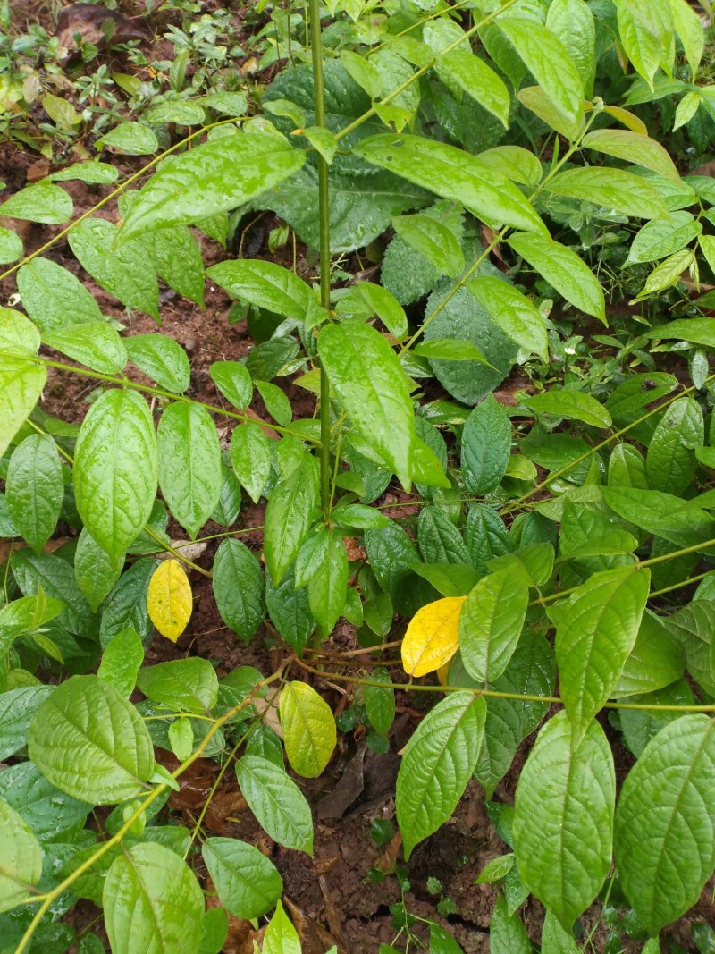 重庆自产自销使君子,使君子苗子,干货鲜货都行