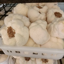 东大猴头菇，陕西小猴头菇---四大名菜之首，素中之荤