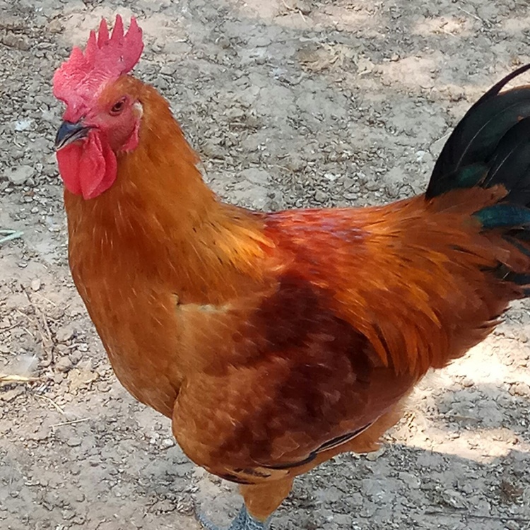 [麻鸡批发]活禽散养喂玉米土公鸡一万只价格20.00元/公斤 - 一亩田