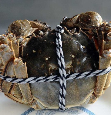 [大闸蟹批发]江苏宿迁市泗洪县精品大闸蟹马上开始上市了价格25.00元/