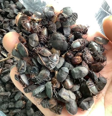 九香虫,小皱虫2020年新产可食用,可药用