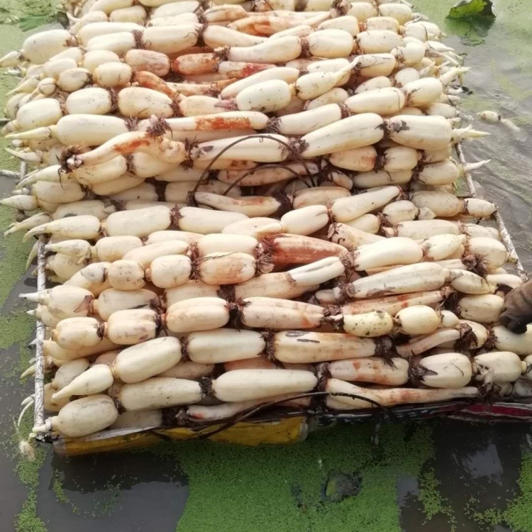莲藕 赛珍珠藕种 水生研究所