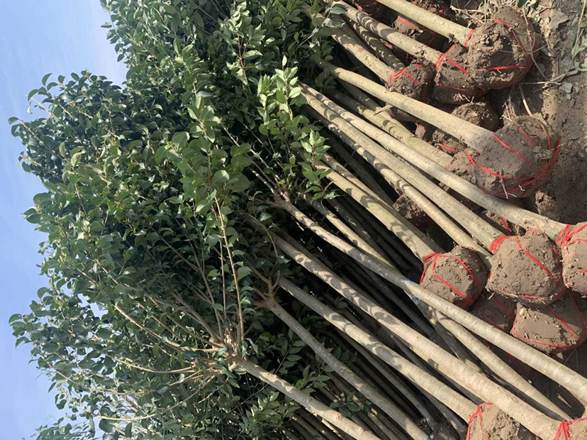 图示:江苏南京江宁苗圃10月22日大叶女贞标准起苗作业。工人使用液压挖树机起挖胸径8–10cm苗木,土球直径≥60cm、高度≥45cm,包裹双层无纺布+草绳螺旋缠绕,土球完整无散落,根系分布层清晰可见(0–40cm为主根与须根密集区) 大叶女贞秋季带土球起苗现场