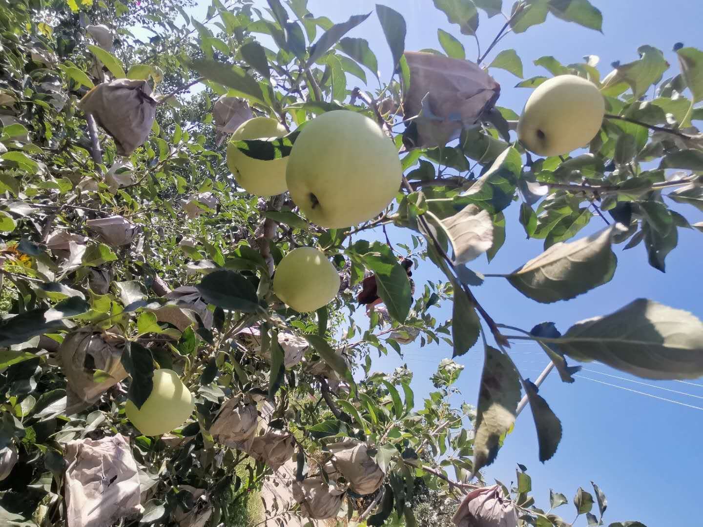 一片整齐分布的黄元帅苹果园,树木排列规整,枝头挂满金黄色的成熟苹果,阳光透过叶片洒在果实上,地面覆盖着反光膜以增强光照均匀度,远处可见果农正在采摘 黄元帅苹果果园全景