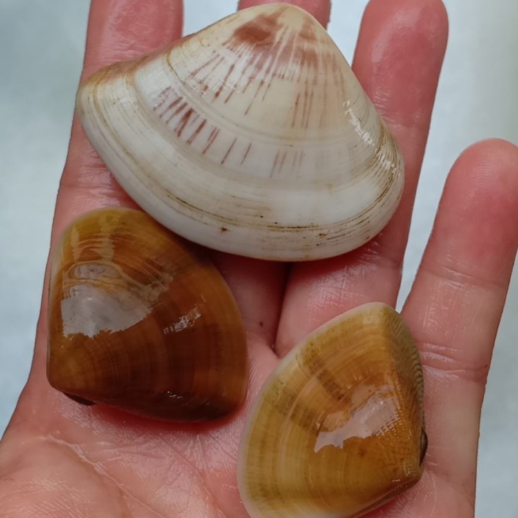 [七彩贝批发]鲜活七彩贝 三角贝 七彩螺 七彩贝 一手货源直销价格5.