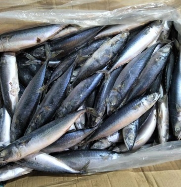 北部湾巴浪鱼,滚子鱼