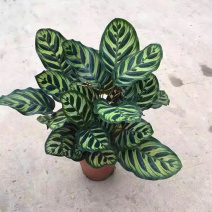 精品孔雀竹芋工地地被室内盆栽质量保证一手货源