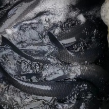 青鱼塘口基地直销，价格美丽，需要的联系我
