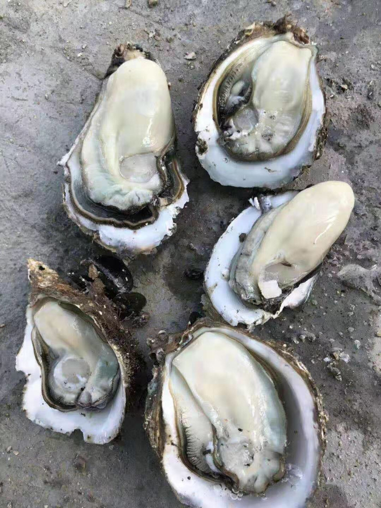 台山蚝 生蚝 新鲜肥美 现捞现卖 不缩水 烧烤摆摊必备