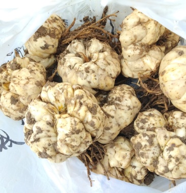 卷丹百合商品,种子,干片.