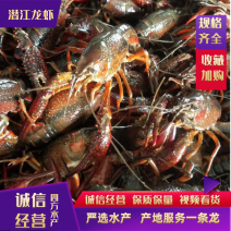 潜江清水小龙虾规格齐全价格美丽欢迎老板咨询