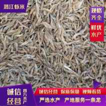 湖北清水小河虾虾稻混养规格齐全四方水产荣誉出品