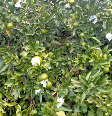 [枸橘果批发]早熟价格1.50元/斤 - 一亩田