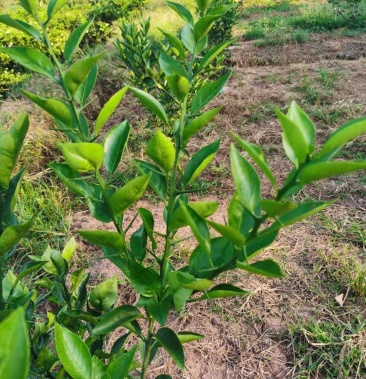 [柑橘枝条批发]华美2号枝条 早熟新品种价格1000.00元/斤 - 一亩田