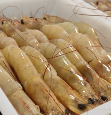 北部湾北海活冻新鲜大明虾大量有货肉质鲜嫩