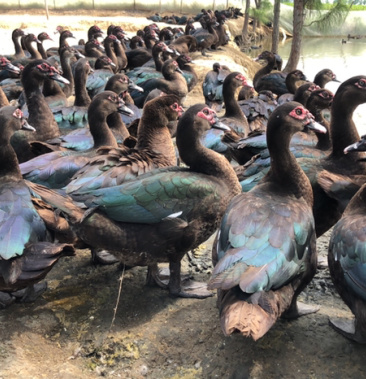 江西修水益睿公司大种玉土公120天均重83黑番鸭