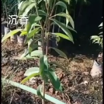 沉香树苗大袋种植苗木