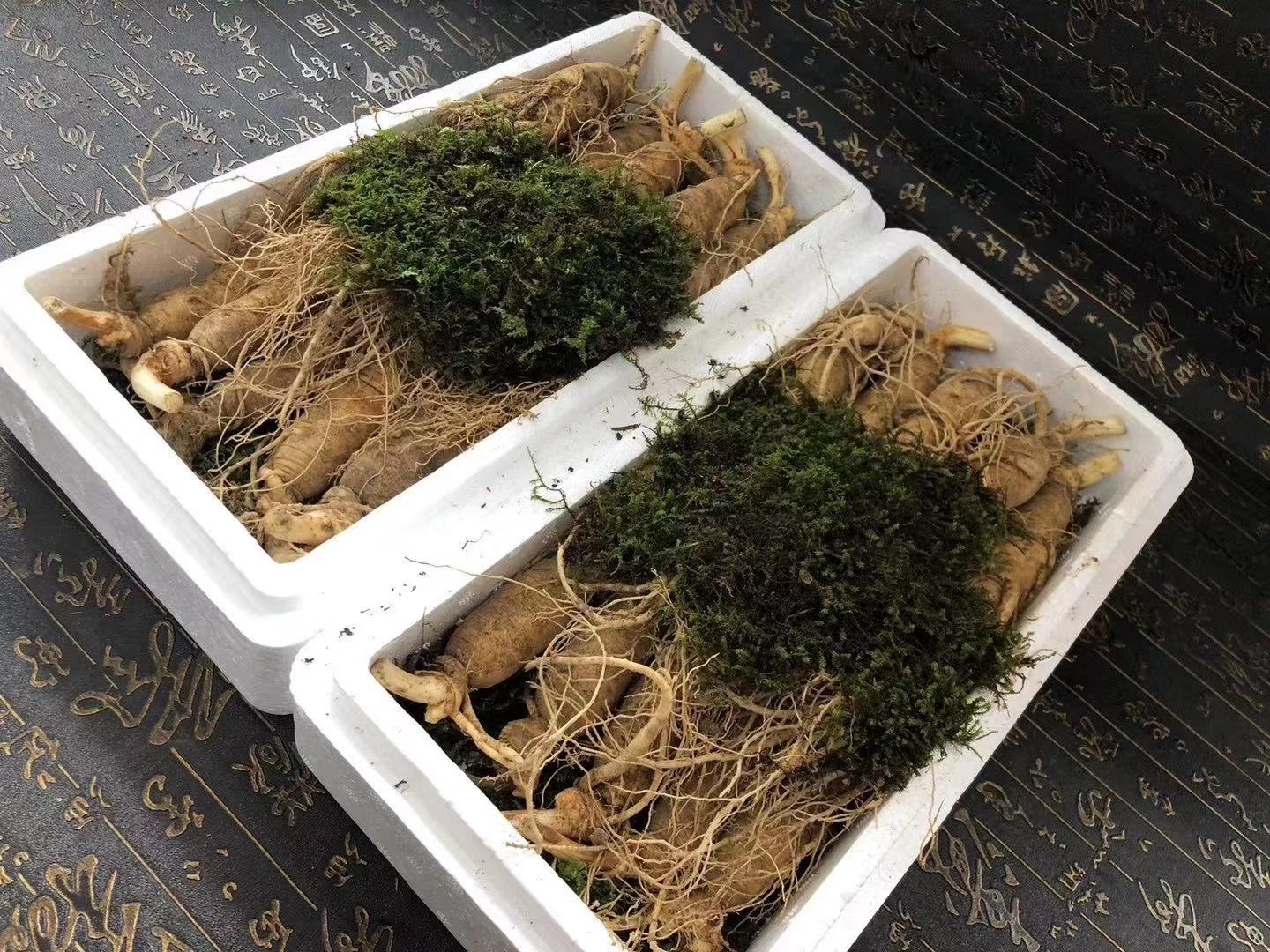 家庭冰箱中用苔藓保存鲜人参的实际场景