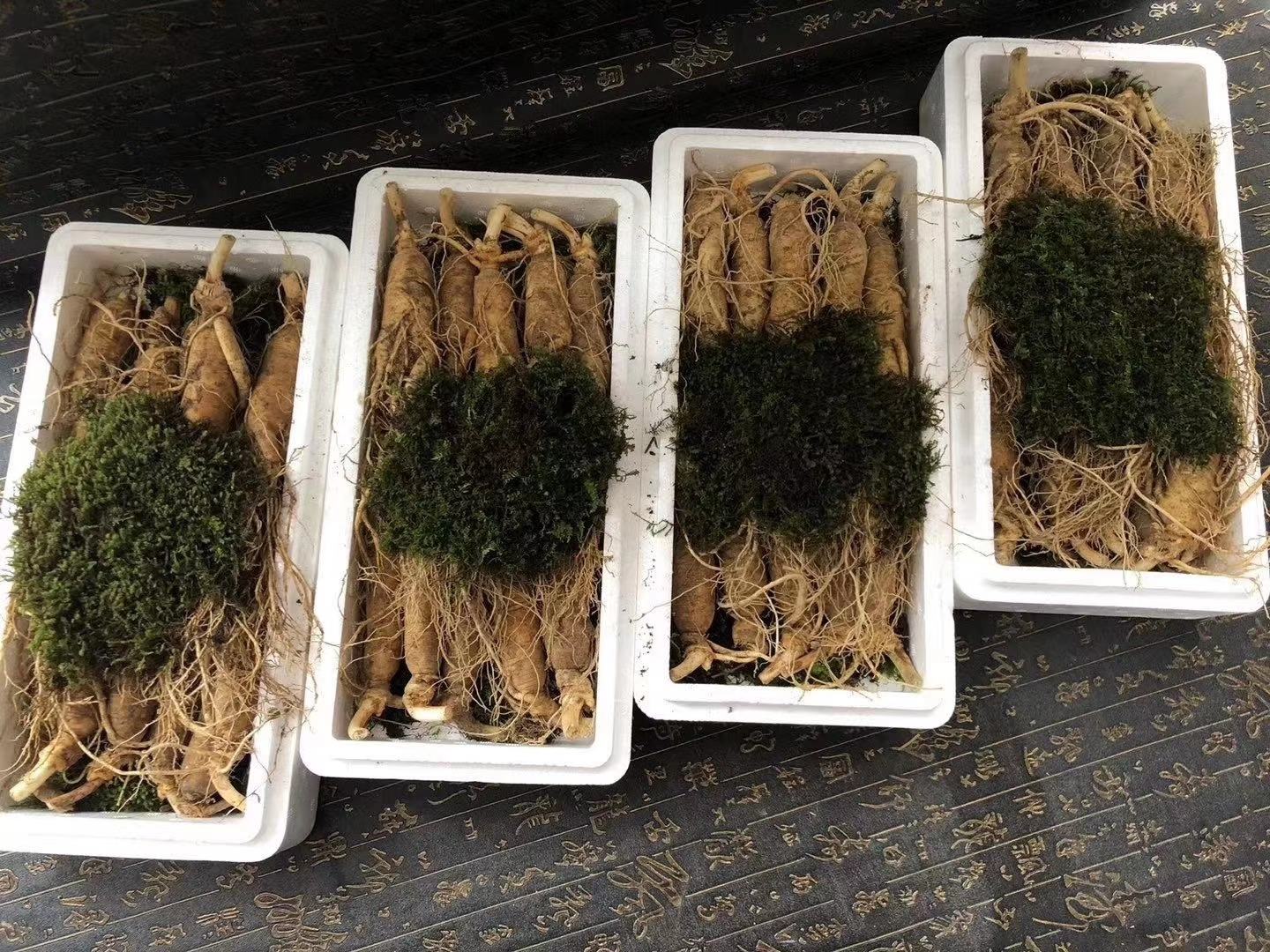 展示多种保鲜参产品的特写照片,人参表面湿润,颜色自然,摆放整齐 保鲜参产品展示