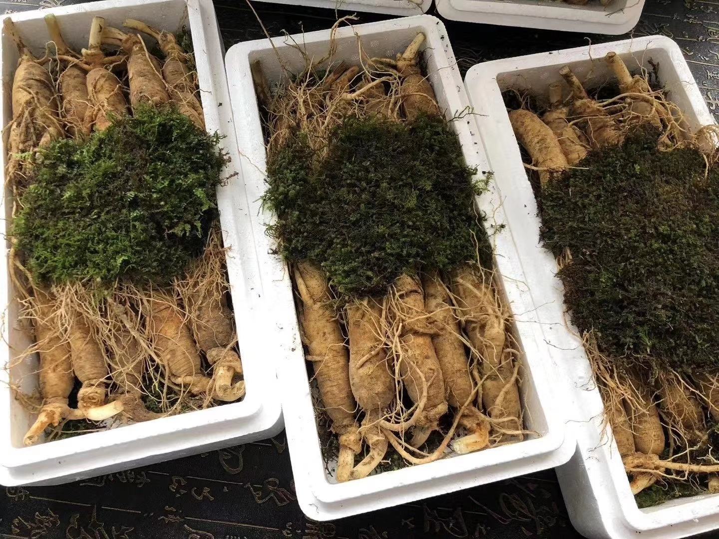 人参种植基地:吉林省长白山区的规模化人参种植园,环境纯净,水源充足 人参种植基地