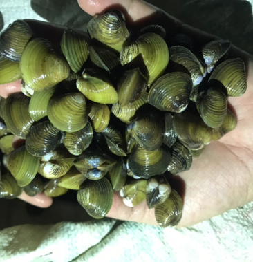 北江西江流域黄沙蚬黄蚬子