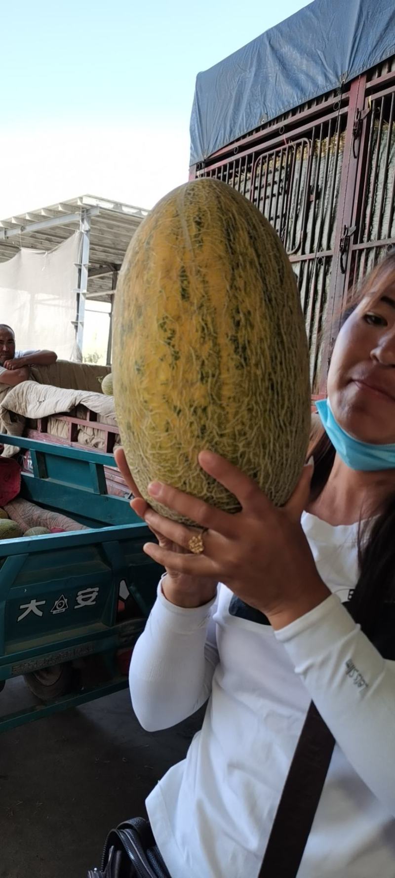 新疆伽师县八六王哈密瓜!肉脆,肉厚,甜甜甜甜!