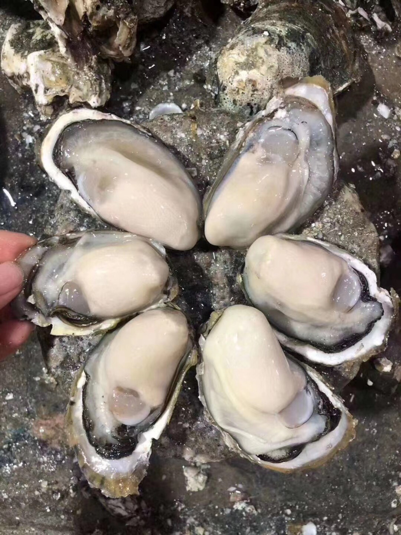 生蚝鲜活海鲜水产海蛎子贝壳新鲜牡蛎带壳烧烤生蚝