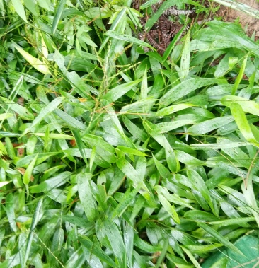 淡竹叶全草中药材新鲜好货包邮