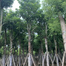 秋枫骨架15公分
