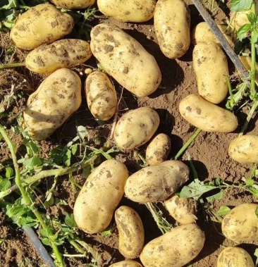 上市中内蒙土豆专业代办709806土豆库货