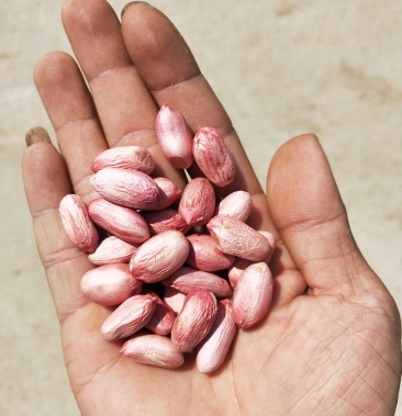 花育25就是9616手剥米花生芽种植专用种质量不好包退