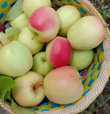 [苹果批发]阿坝高原小金苹果京东专运价格2.00元/斤 - 一亩田