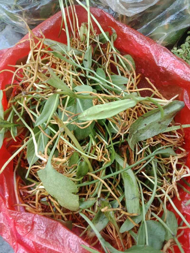 云南红河金平县一支箭 160.00元/斤独叶一枝箭