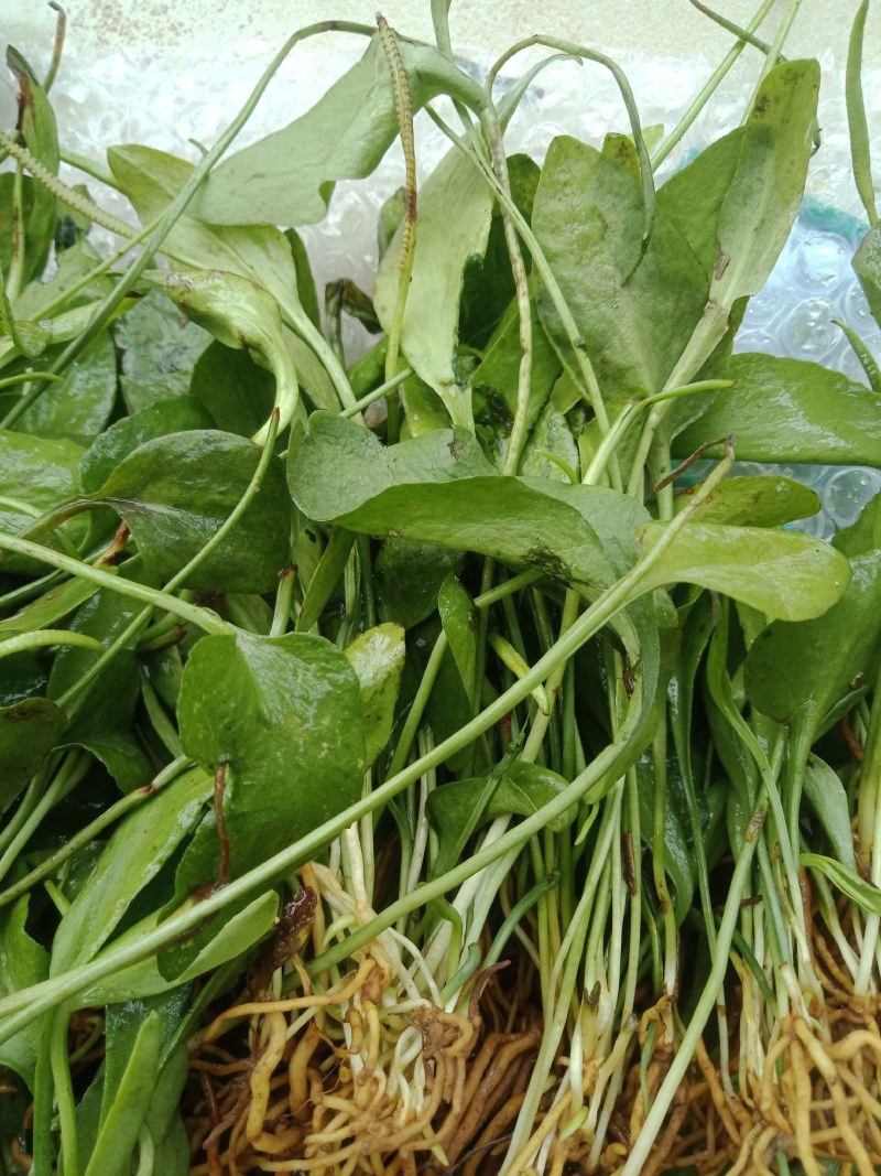 云南红河金平县一支箭 160.00元/斤独叶一枝箭